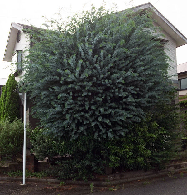 フォト
