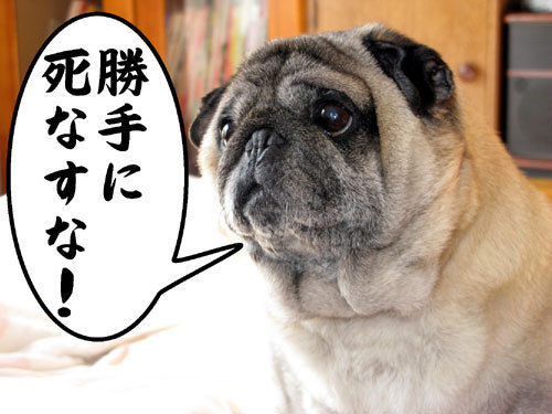 フォト