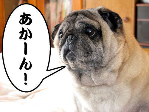 フォト